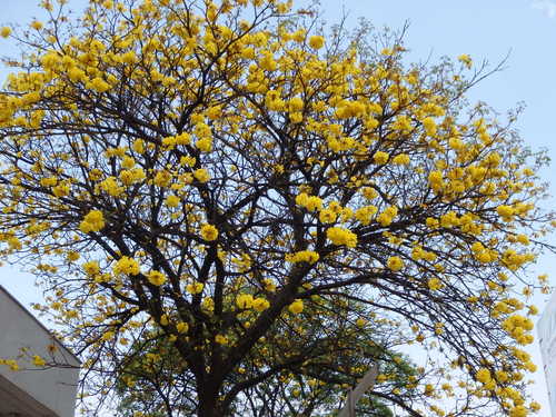 Lapacho Tree on Paseo de Independencia.